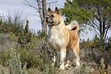 AKITA AMERICAIN 388